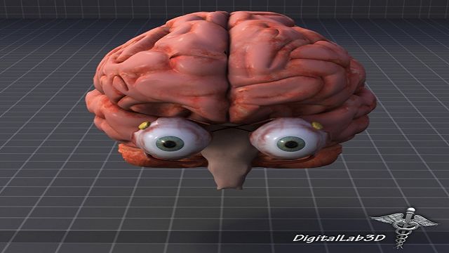 Факты о глазах Факты о глазах
