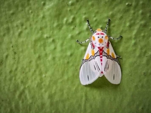 Вещи, которые с легкостью вводят в заблуждение Вещи, которые с легкостью вводят в заблуждение
