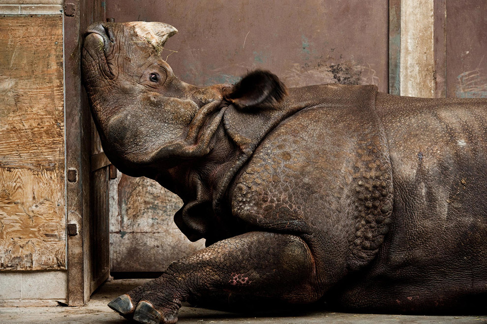 Победители конкурса фотографии National Geographic 2013 Победители конкурса фотографии National Geographic 2013
