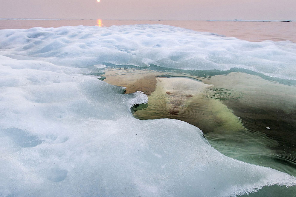 Победители конкурса фотографии National Geographic 2013 Победители конкурса фотографии National Geographic 2013
