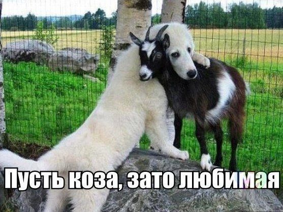 Прикольные картинки (89 фото)