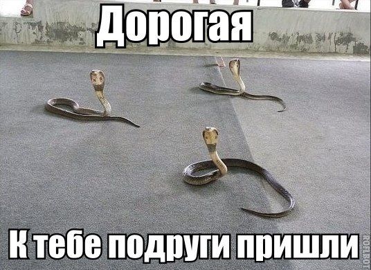 Прикольные картинки (89 фото)