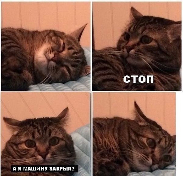 Порция картинок