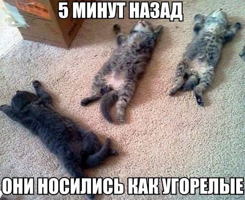 Прикольные картинки (91 фото)