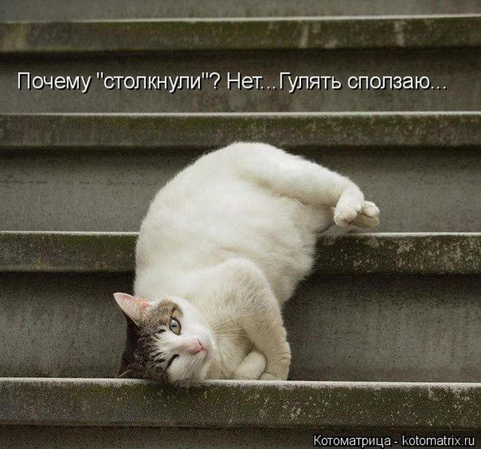 Лучшие котоматрицы недели
