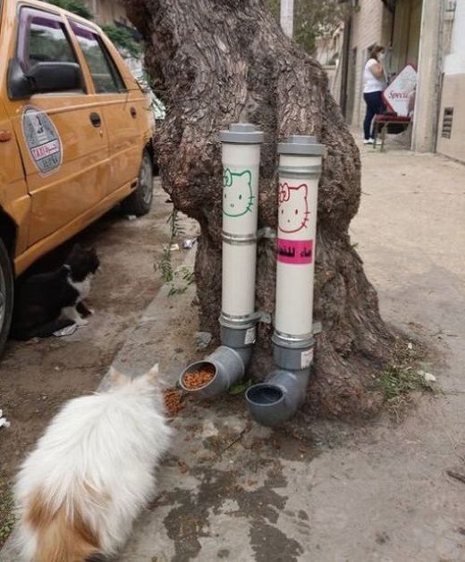 Уличные кормушки и поилки для кошек в сирийском Дамаске
