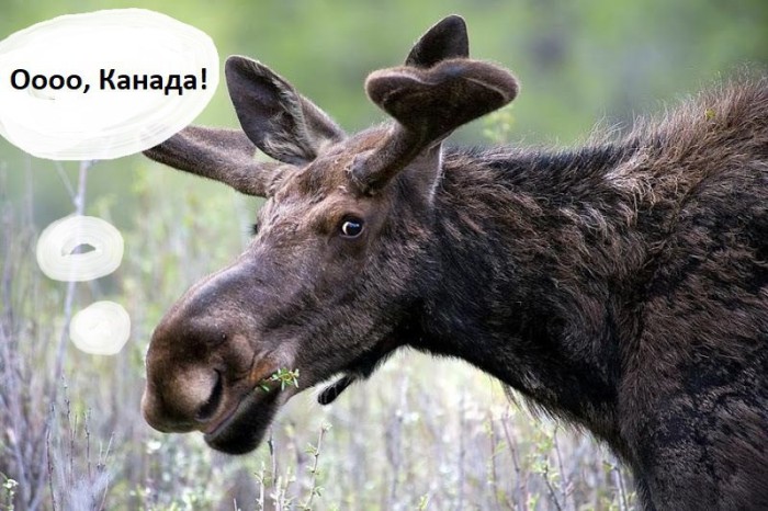 Почему Канада считается лучшим местом для жизни Почему Канада считается лучшим местом для жизни