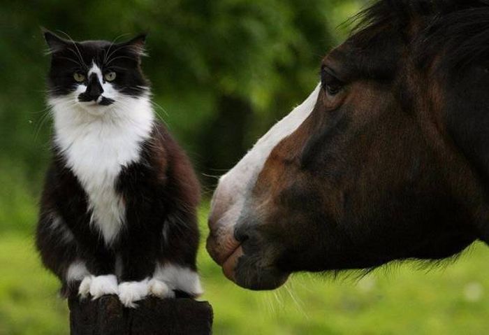 Фото, которые не нуждаются в комментариях