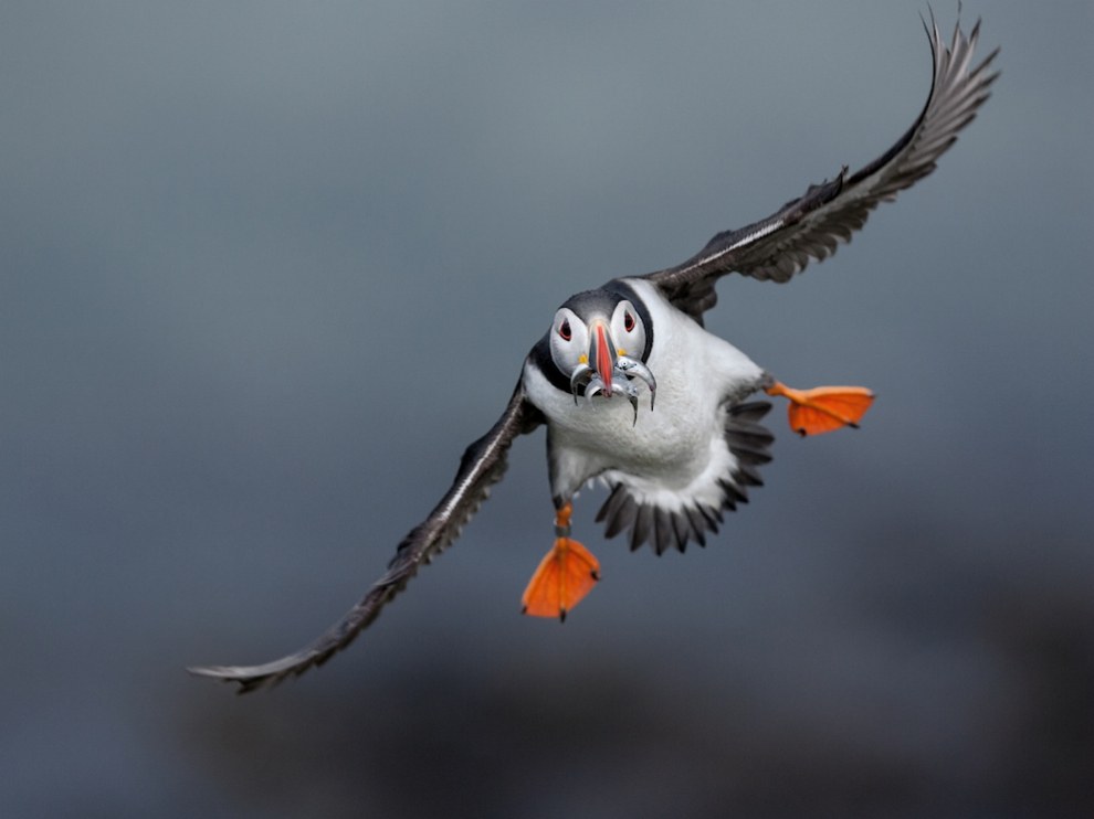 National Geographic: лучшие фотографии июня National Geographic: лучшие фотографии июня