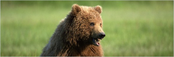 5 странных историй о хулиганских выходках животных (10 фото + текст) 5 странных историй о хулиганских выходках животных (10 фото + текст)