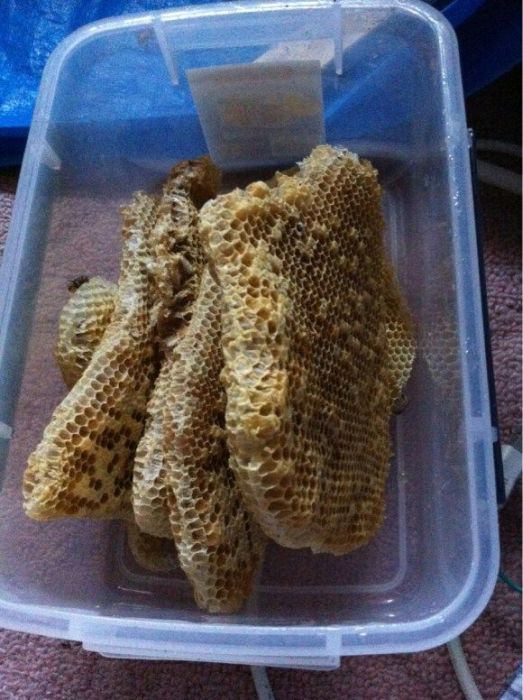 Домашняя пасека