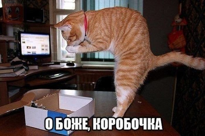 Прикольные картинки (77 фото)