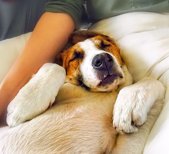 Пес и кот, которые путешествуют с хозяевами Пес и кот, которые путешествуют с хозяевами