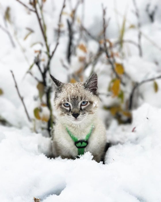 Пес и кот, которые путешествуют с хозяевами Пес и кот, которые путешествуют с хозяевами