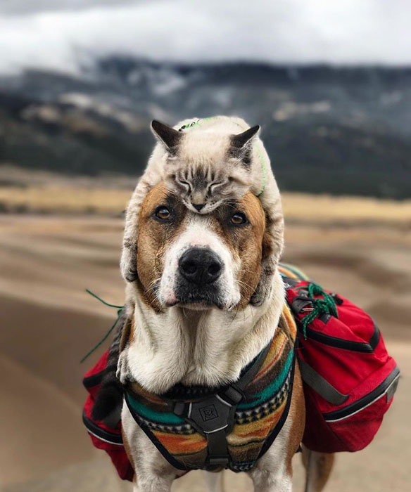 Пес и кот, которые путешествуют с хозяевами Пес и кот, которые путешествуют с хозяевами