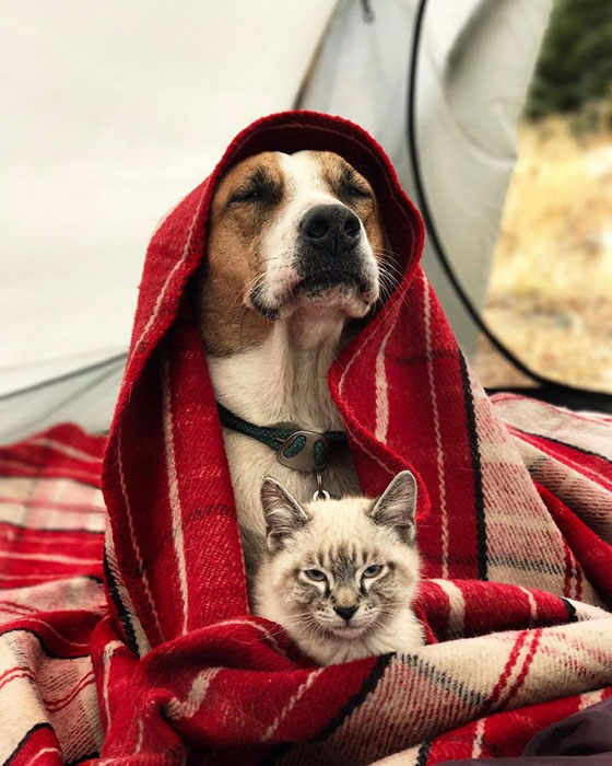 Пес и кот, которые путешествуют с хозяевами Пес и кот, которые путешествуют с хозяевами