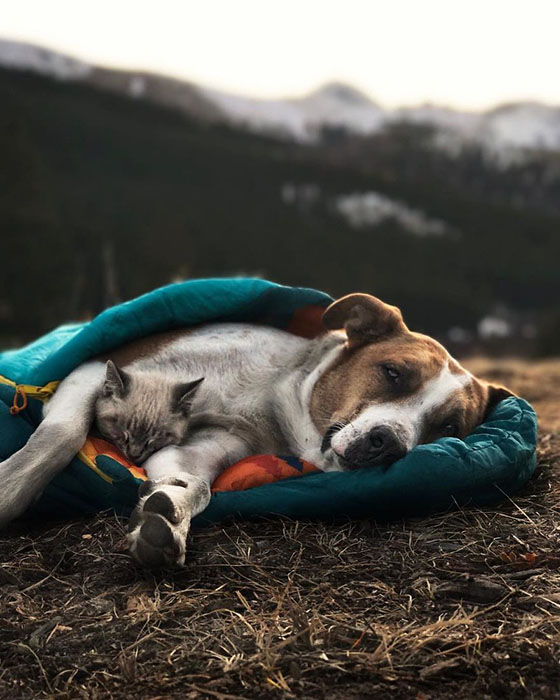 Пес и кот, которые путешествуют с хозяевами Пес и кот, которые путешествуют с хозяевами