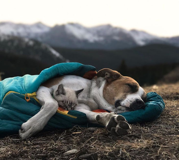 Пес и кот, которые путешествуют с хозяевами Пес и кот, которые путешествуют с хозяевами