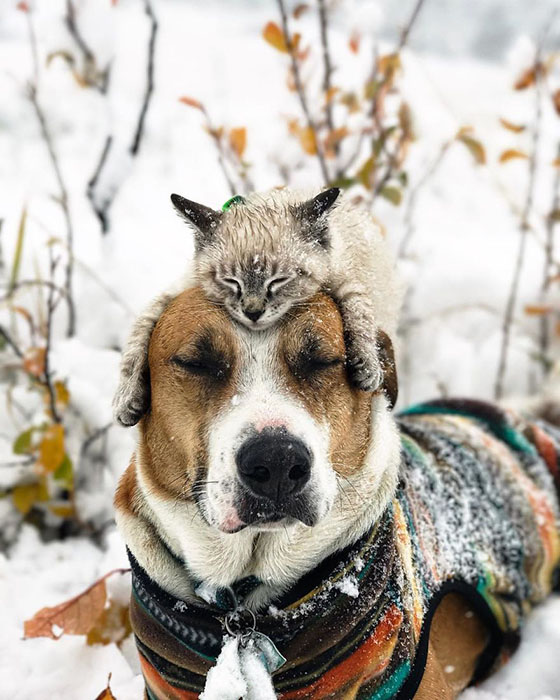 Пес и кот, которые путешествуют с хозяевами Пес и кот, которые путешествуют с хозяевами