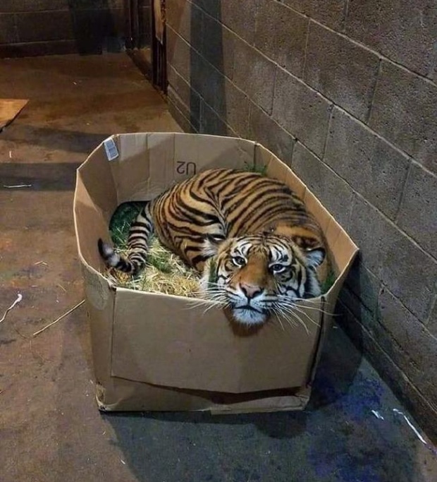 Прикольные картинки