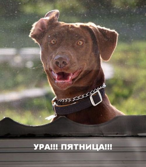 Прикольные картинки