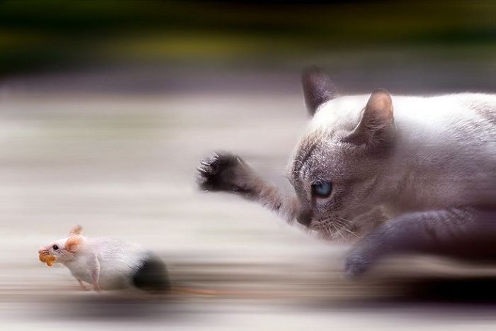 Прикольные картинки