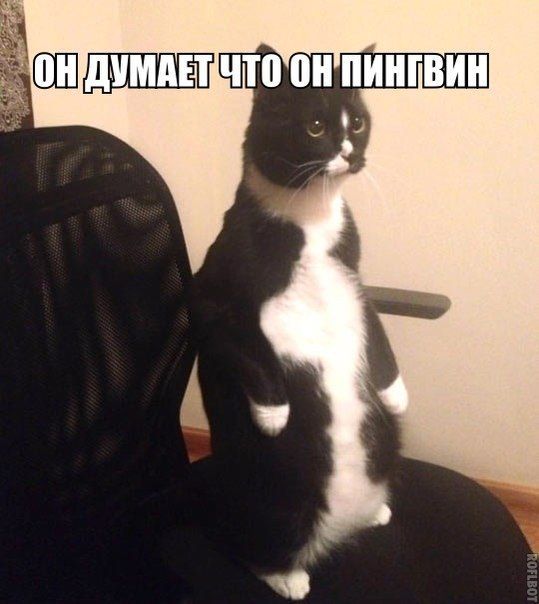 Прикольные картинки (86 фото)