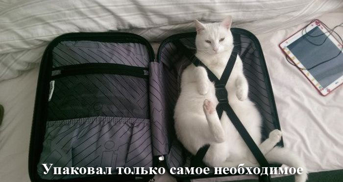 Порция картинок