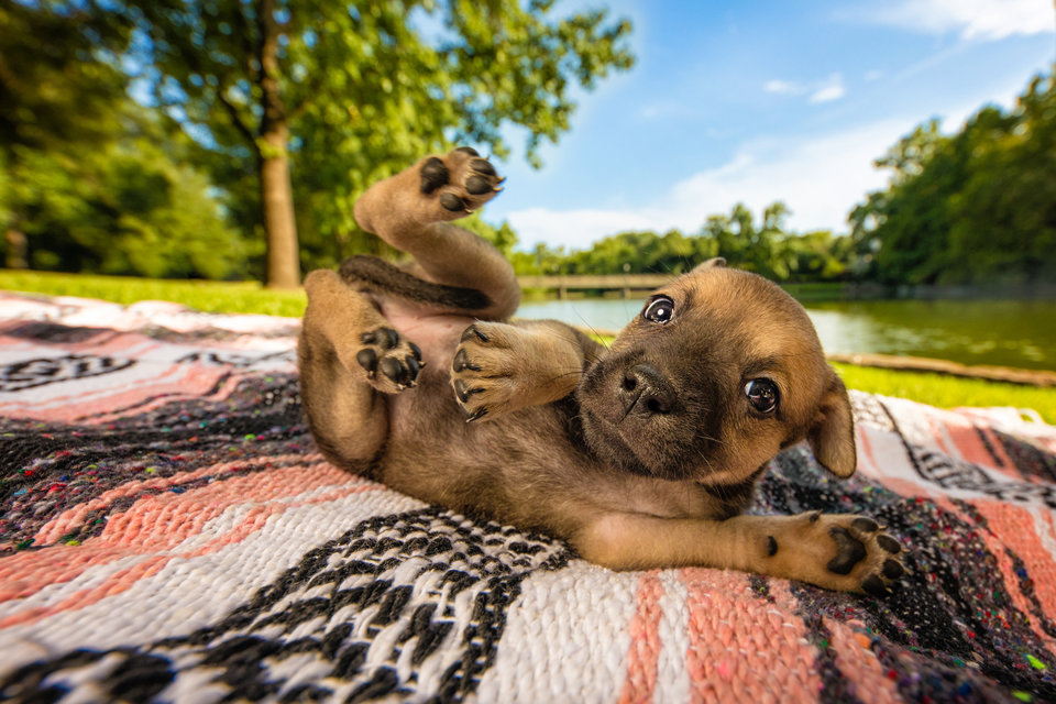 Определены победители конкурса Dog Photographer Of The Year 2018