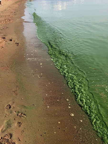 Вода в Финском заливе окрасилась в ярко зеленый цвет