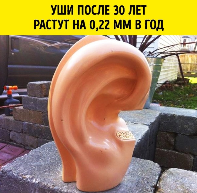 11 реальных открытий ученых, которые больше похожи на шутку 11 реальных открытий ученых, которые больше похожи на шутку