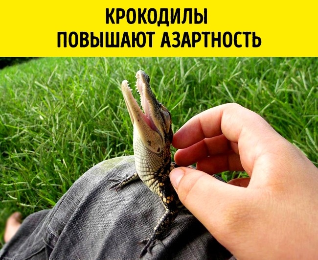 11 реальных открытий ученых, которые больше похожи на шутку 11 реальных открытий ученых, которые больше похожи на шутку