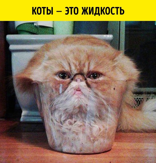 11 реальных открытий ученых, которые больше похожи на шутку 11 реальных открытий ученых, которые больше похожи на шутку
