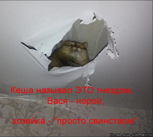 Лучшие котоматрицы недели