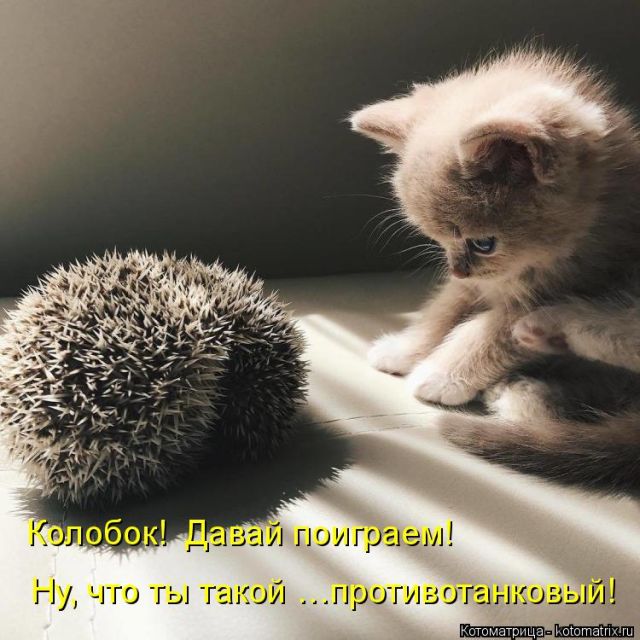 Лучшие котоматрицы недели