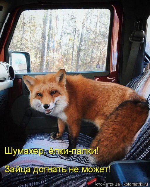 Лучшие котоматрицы недели