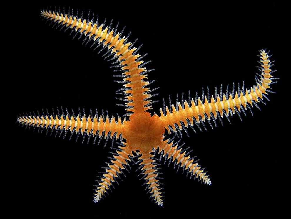 Конкурс микрофотографии Nikon small world 2012 Конкурс микрофотографии Nikon small world 2012