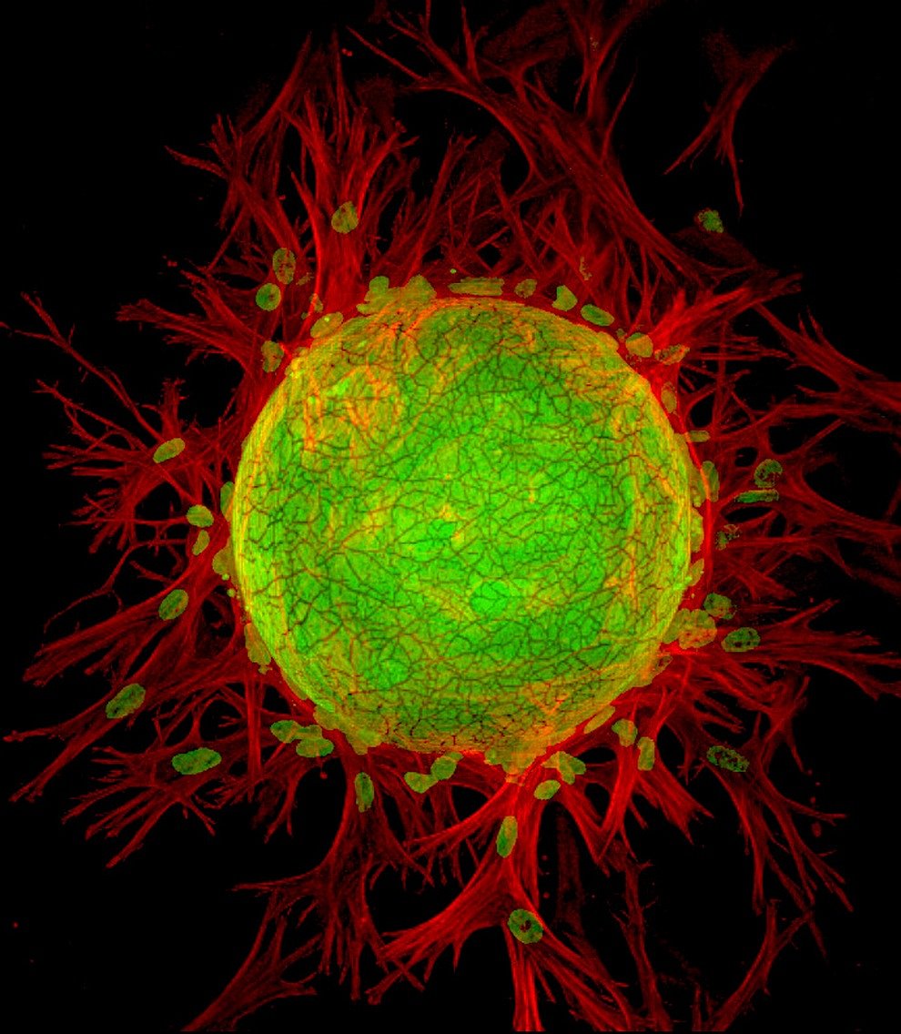 Конкурс микрофотографии Nikon small world 2012 Конкурс микрофотографии Nikon small world 2012