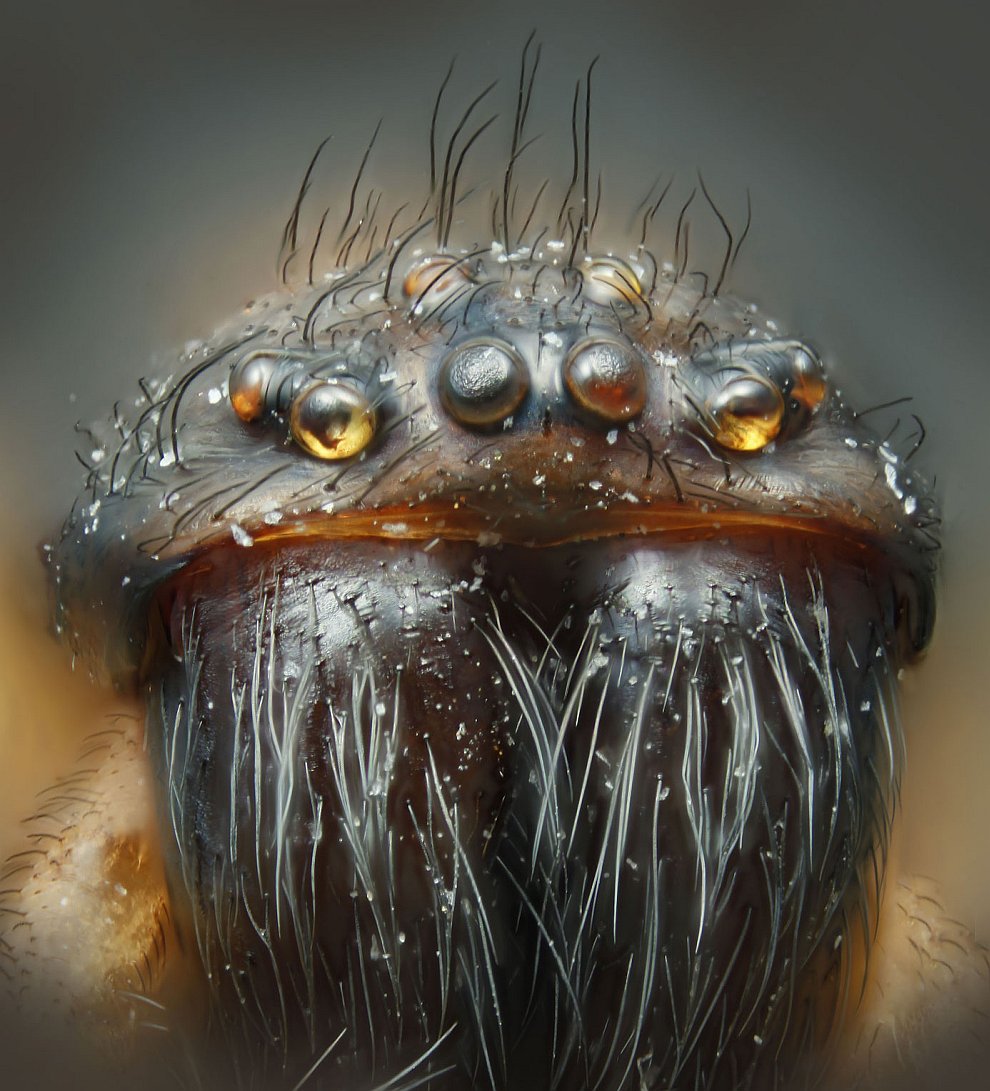 Конкурс микрофотографии Nikon small world 2012 Конкурс микрофотографии Nikon small world 2012