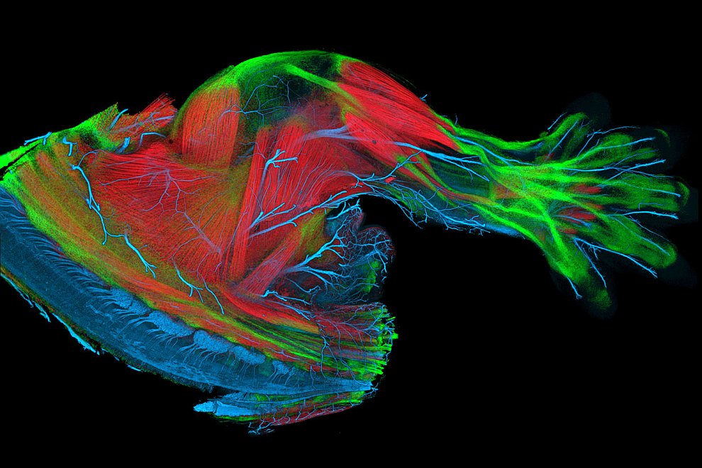Конкурс микрофотографии Nikon small world 2012 Конкурс микрофотографии Nikon small world 2012