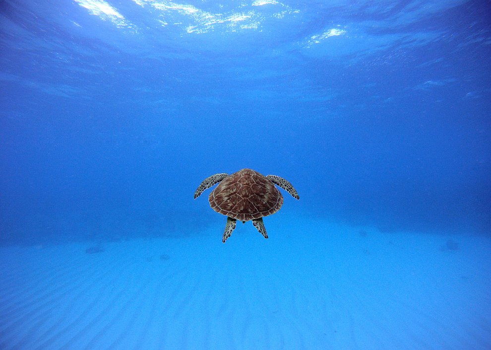 Лучшее с конкурса фотографии National Geographic 2012. Часть 2 Лучшее с конкурса фотографии National Geographic 2012. Часть 2