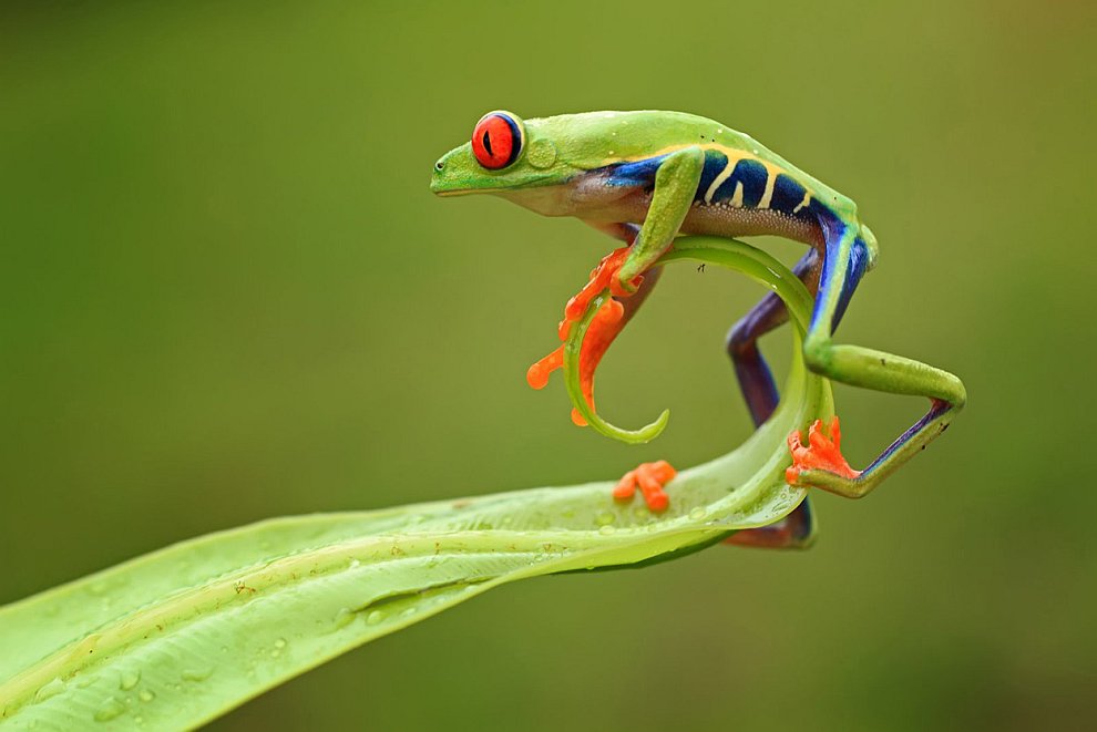 Лучшее с конкурса фотографии National Geographic 2012. Часть 2 Лучшее с конкурса фотографии National Geographic 2012. Часть 2
