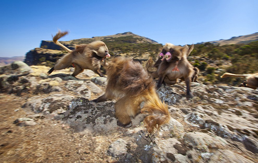 Лучшее с конкурса фотографии National Geographic 2012. Часть 2 Лучшее с конкурса фотографии National Geographic 2012. Часть 2
