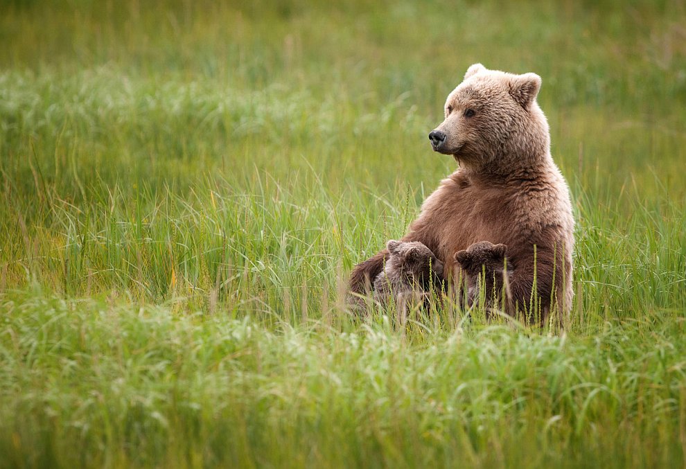 Лучшее с конкурса фотографии National Geographic 2012. Часть 2 Лучшее с конкурса фотографии National Geographic 2012. Часть 2