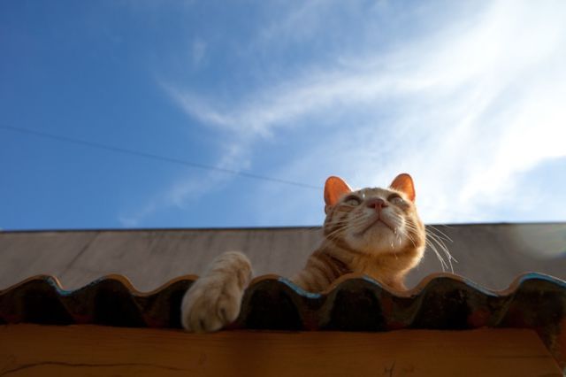 Японский остров котов