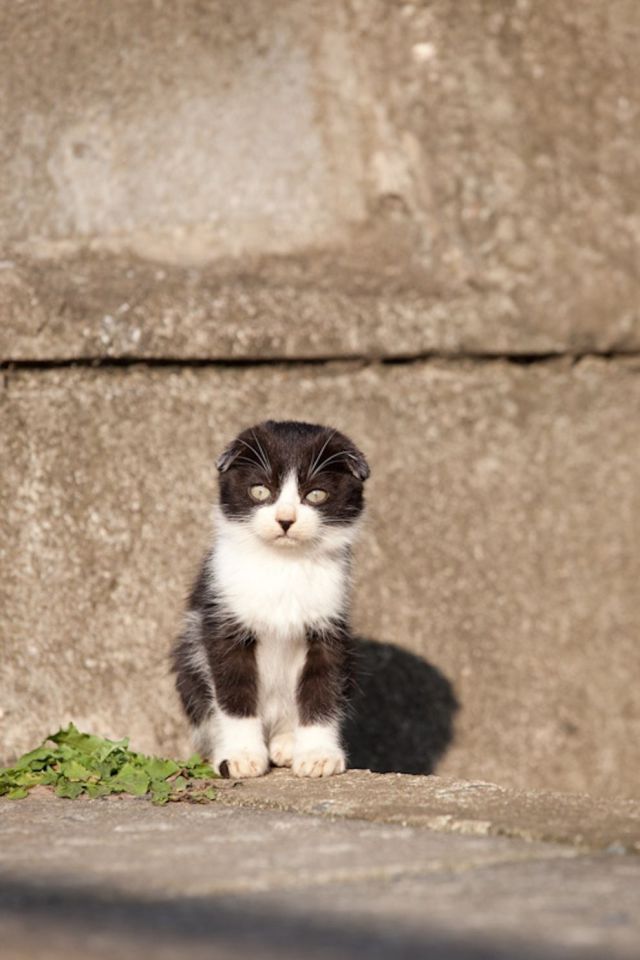 Японский остров котов