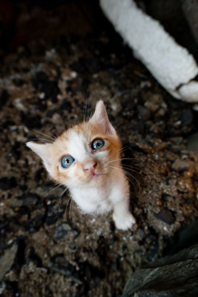 Японский остров котов