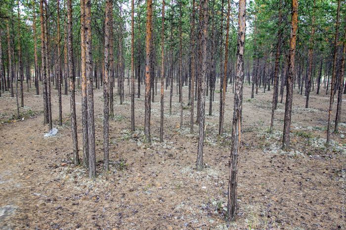 Домашний город Лукойла (40 фото) Домашний город Лукойла (40 фото)