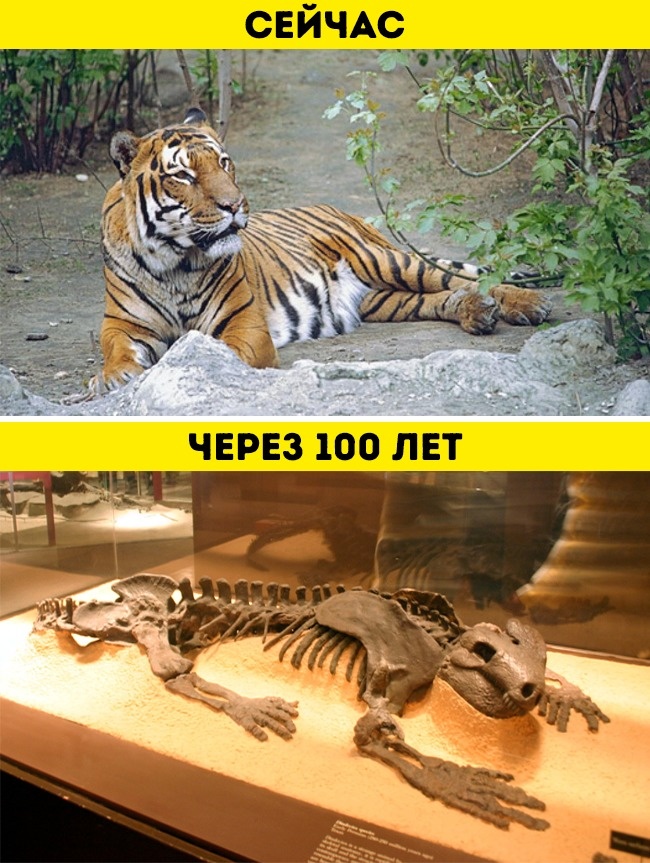 Ученые предсказали, какой будет Земля через миллионы лет, и им не так-то легко поверить Ученые предсказали, какой будет Земля через миллионы лет, и им не так-то легко поверить