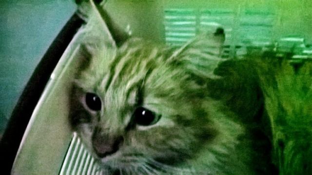 Как серпуховские студенты кота спасли